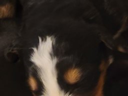 Puppy updates